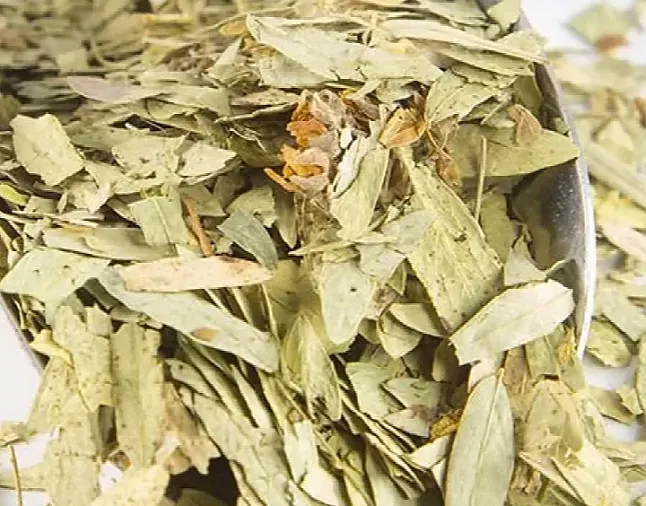Sinameki Otu ve Çayı Faydaları Nelerdir? Sinameki Ne İşe Yarar? 