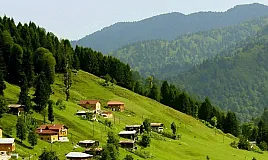 Karadeniz Bitki Örtüsü Nedir?