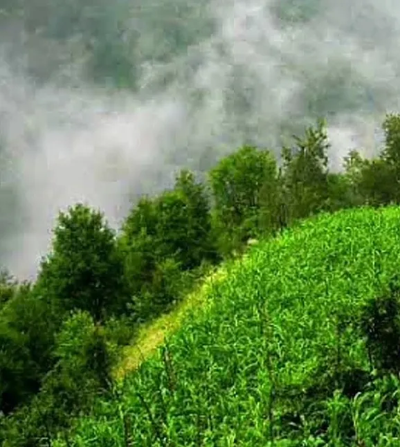 Karadeniz Bitki Örtüsü Nedir?