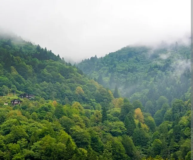 Karadeniz Bitki Örtüsü Nedir?