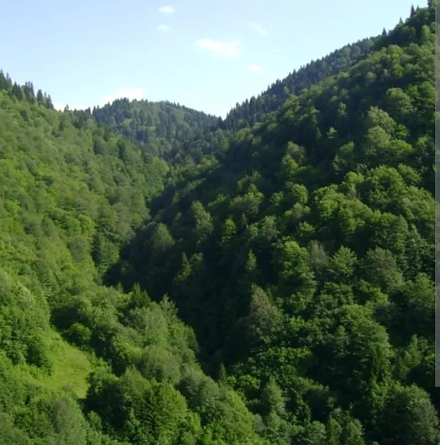 Karadeniz Bitki Örtüsü Nedir?