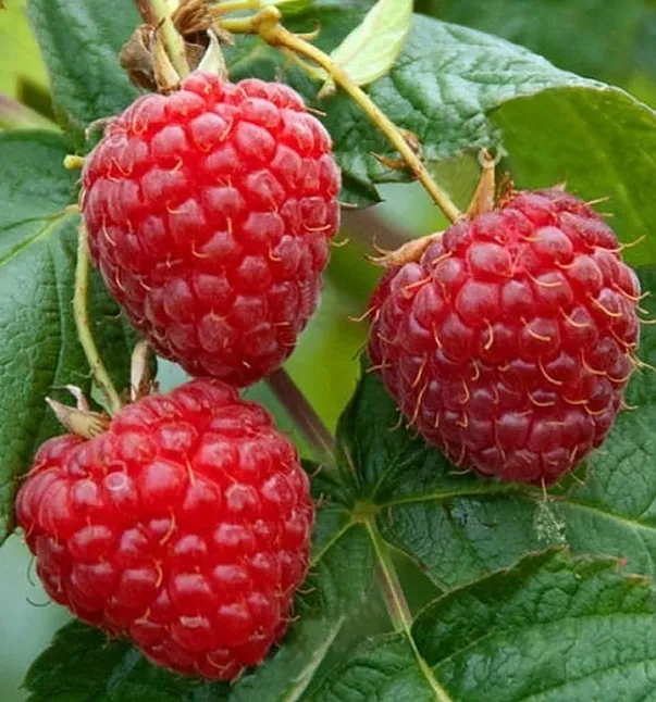 Frambuaz Nedir? Frambuaz Nerede Yetişir?