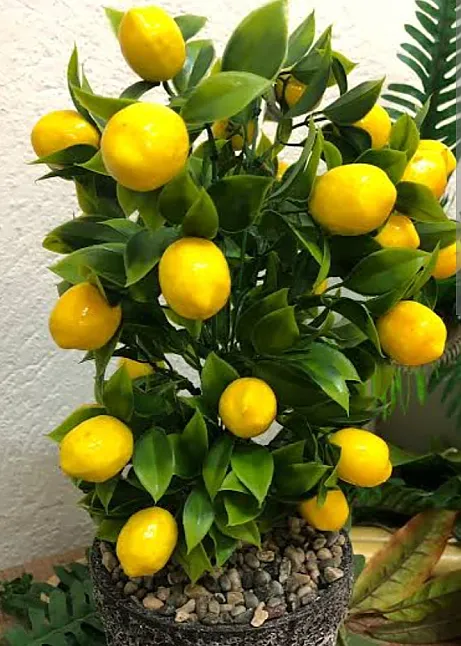 Limonun Faydaları Nelerdir? 