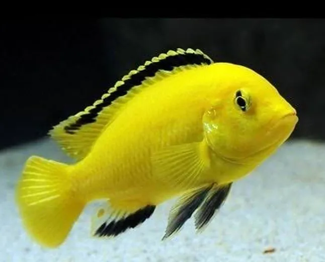 Sarı Prenses Balığı Nedir ?