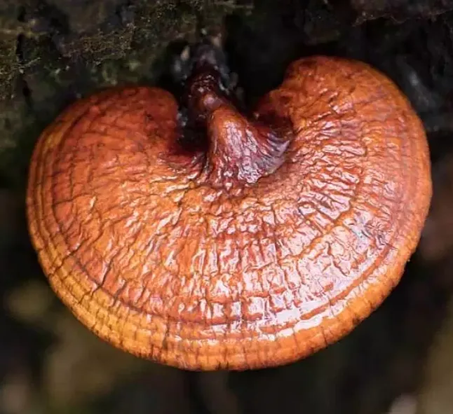 Reishi Mantarı Faydaları Nelerdir?