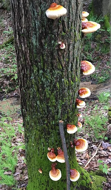 Reishi Mantarı Faydaları Nelerdir?