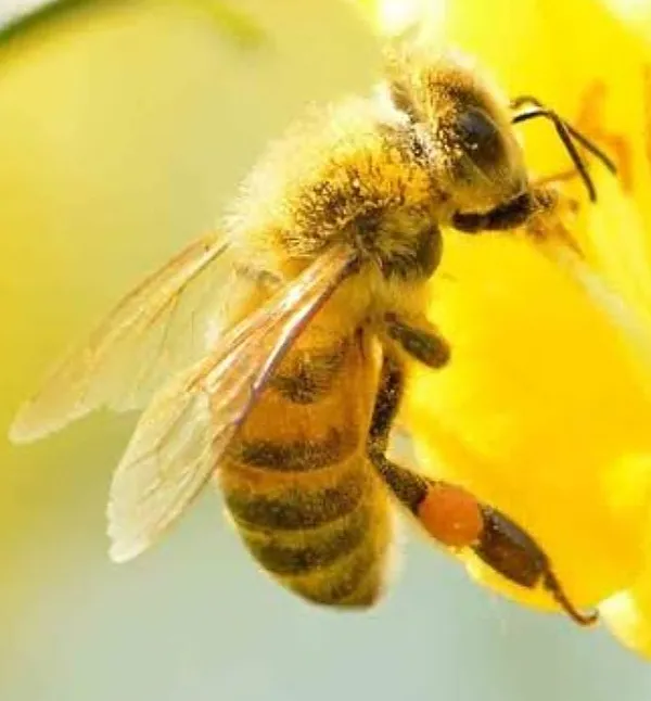 Bal Arısı Türleri Ve Özellikleri Nelerdir ?