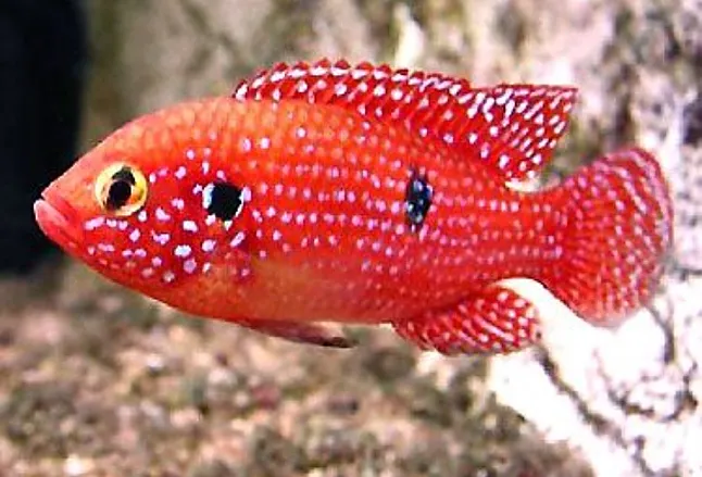 Mücevher Balığı (Hemichromis Guttatus) Nedir ?