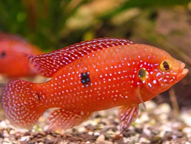 Mücevher Balığı (Hemichromis Guttatus) Nedir ?