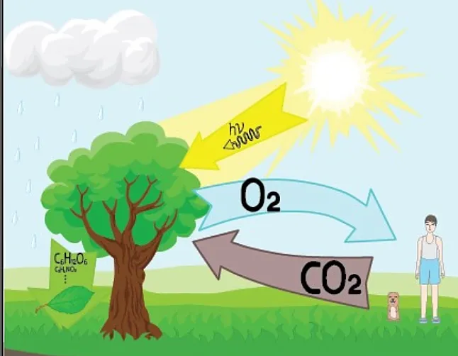 Oksijen döngüsü nedir ?Oksijen Döngüsü Nasıl Gerçekleşir ?