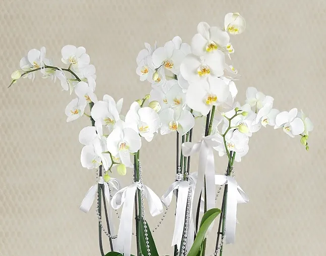 Beyaz Orkide Çiçeği anlamı nedir? 