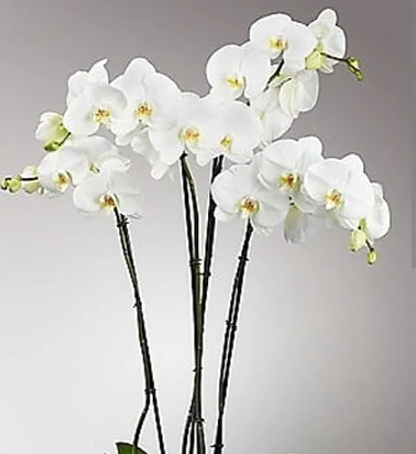 Beyaz Orkide Çiçeği anlamı