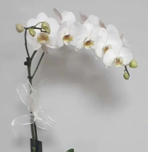 Beyaz Orkide Çiçeği anlamı nedir? 