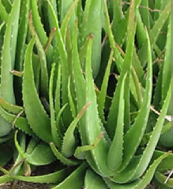 Aloe Vera Çiçek Açar Mı ?