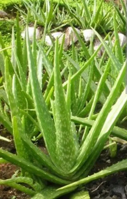 Aloe Vera Çiçek Açar Mı ?