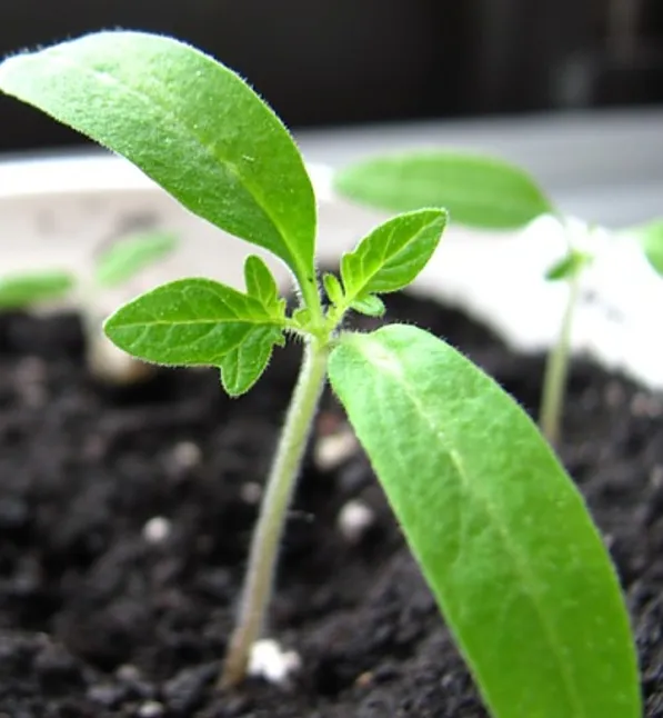 Kapalı tohumlu bitkiler nedir ?