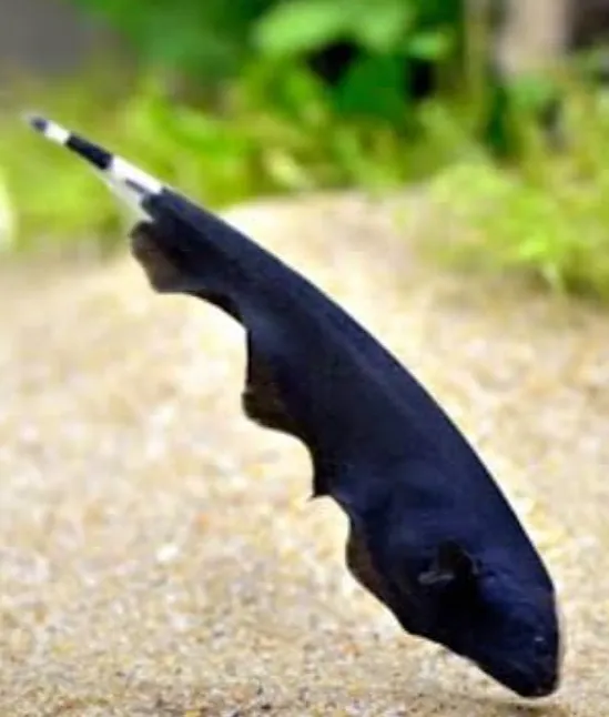 Hayalet (Apteronotus Albifrons) Balığı