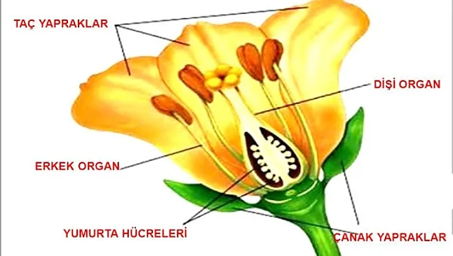 Bitkilerde Üreme Nasıl Gerçekleşir Ve Çeşitleri Nelerdir? 