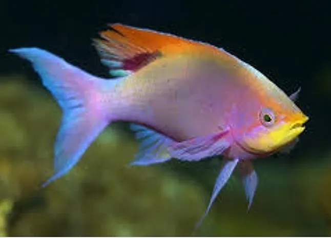 Gökkuşağı Balığı Nedir ?