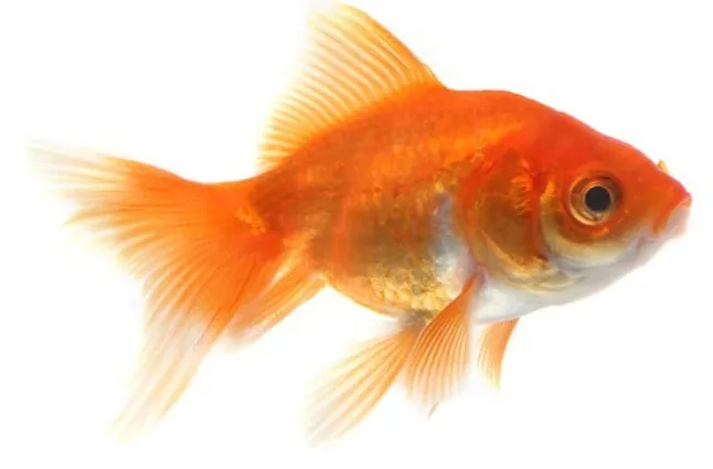 Altın Balığı (Goldfish) Nedir ?