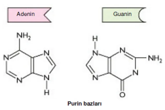 Purin Bazları Nelerdir ?