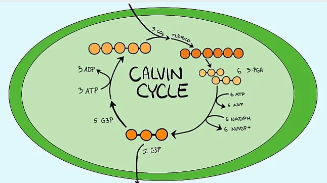 Calvin Döngüsü Nedir ?Calvin Döngüsü Nerede Gerçekleşir?