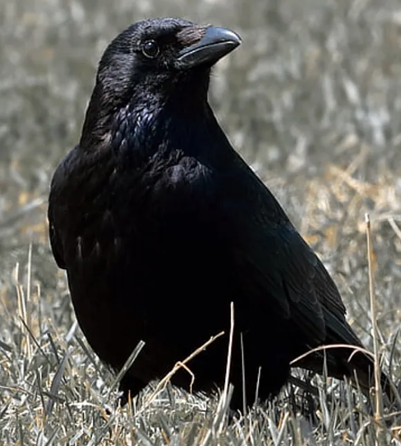 Siyah kuşlar hangileridir