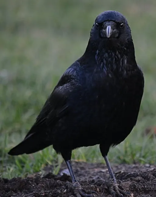 Siyah kuşlar nelerdir?