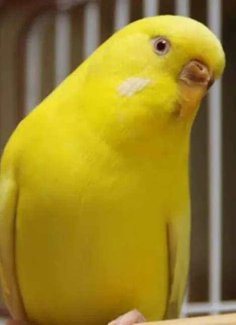 Sarı Renk Kuşların Özellikleri Nelerdir?