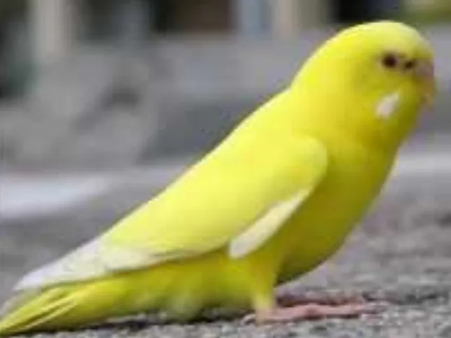 Sarı Renge Sahip Kuş Türleri Ve İsimleri Nelerdir?