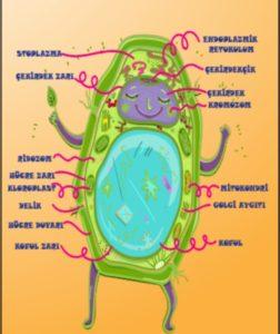 Bitki Hücresi Nedir Ve Özellikleri Nelerdir?