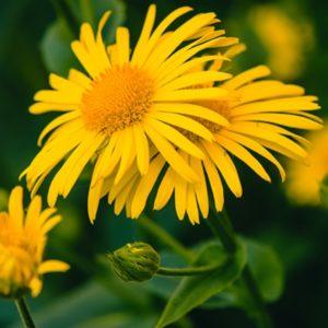 Arnica Bitkisi Nedir? Arnica Ne İşe Yarar? Arnica Bitkisi Faydaları Nelerdir ?