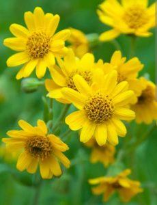 Arnica Bitkisi Nedir?