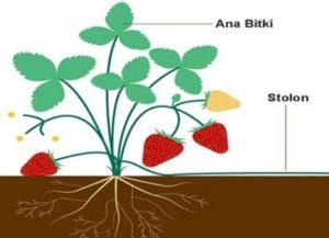 Vejetatif Üreme Nedir?Vejetatif Üreme Nasıl Olur Ve Vejetatif Üreme Çeşitleri Nelerdir?