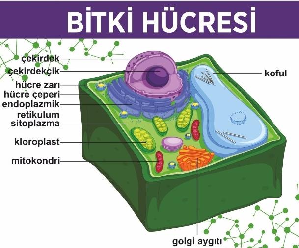Bitki Ve Hayvan Hücresi Arasındaki Farklar Nelerdir?