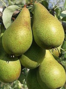 Armut bağırsakları çalıştırır mı? Armut icinde ne var? Armutun zararı var mı? Armut yemenin faydaları nelerdir?