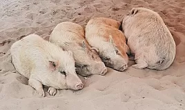 Rüyada Domuz Görmek Ne Anlama Gelir?