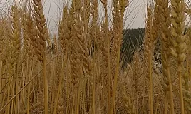 Rüyada Harman Görmek Ne Demek Neye Yorumlanır?