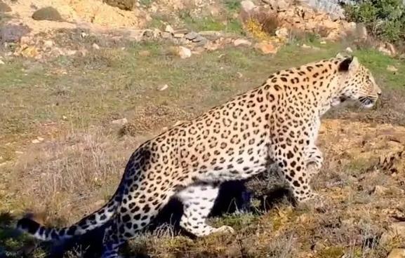 Rüyada Leopar Görmek Ne Anlama Gelir?