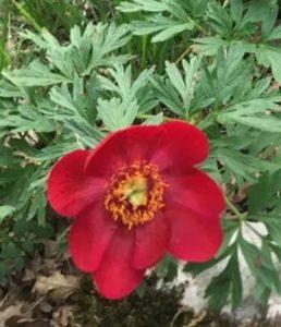 Ayı gülü Latince ismi:Paeonia Officinalis