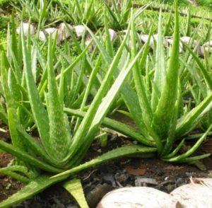 Azvay Bitkisi Nedir?