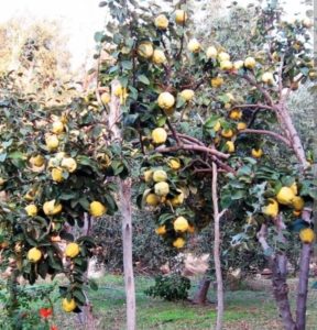 Ayva Ağacı Nedir ? Ayva Ağacı Nerede Yetişir ?