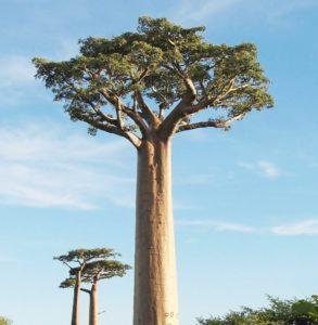 Baobab Ağacı Nedir, Nerede Ve Nasıl Yetişir? Baobab Ağacı Özellikleri, Bakımı Ve Faydaları Hakkında Bilgi