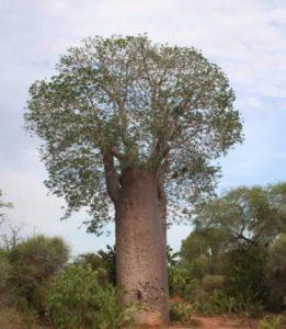 Baobab Ağacı