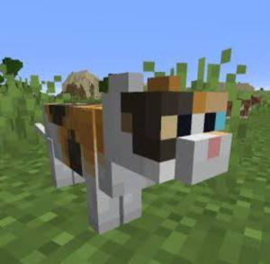 Minecraft Kedi Evcilleştirme Rehberi 