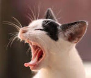 Kedi Çığlığı Nedir?