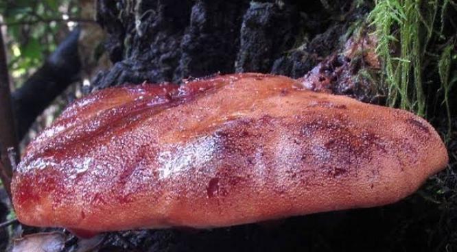 Biftek Mantarı Nedir?