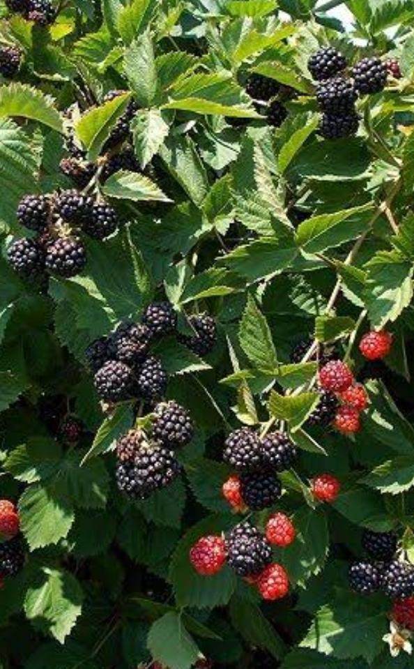 Böğürtlen Ağacı nedir?Faydaları nelerdir?