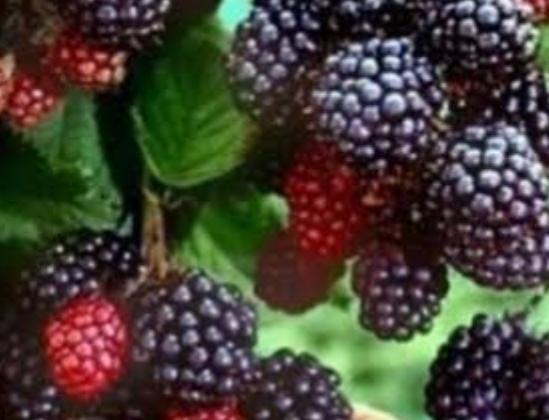 Böğürtlen Nedir?Faydaları nelerdir?