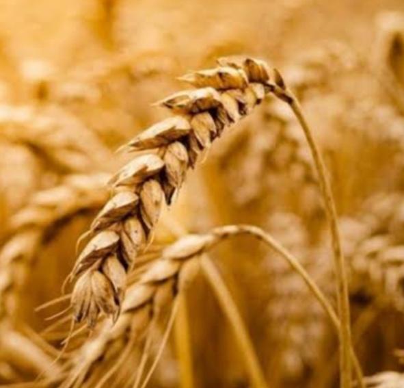 Çavdar nedir?Faydaları nelerdir?